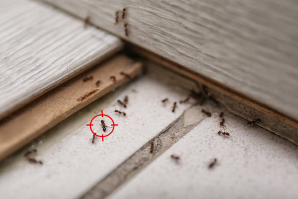 Best Spider Control Near Me  in Flanders, NJ