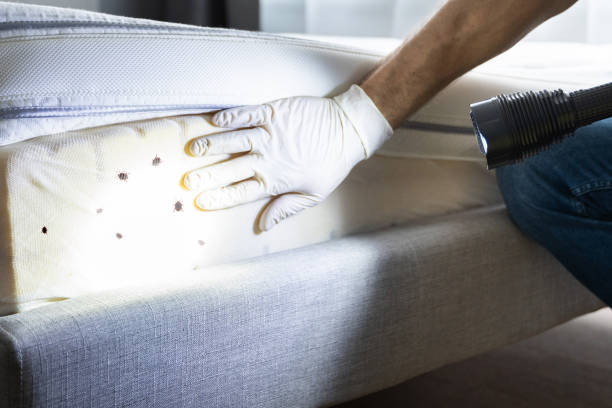 Best Bed Bug Extermination  in Flanders, NJ