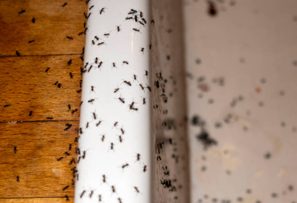 Best Flea Control Services  in Flanders, NJ