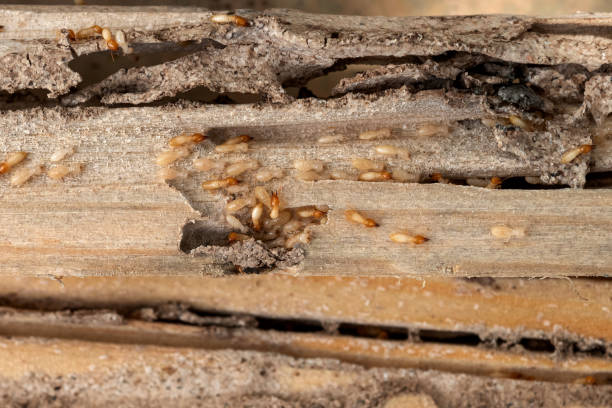 Best Pest Control Treatment  in Flanders, NJ