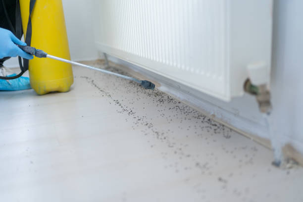 Best Bed Bug Extermination  in Flanders, NJ